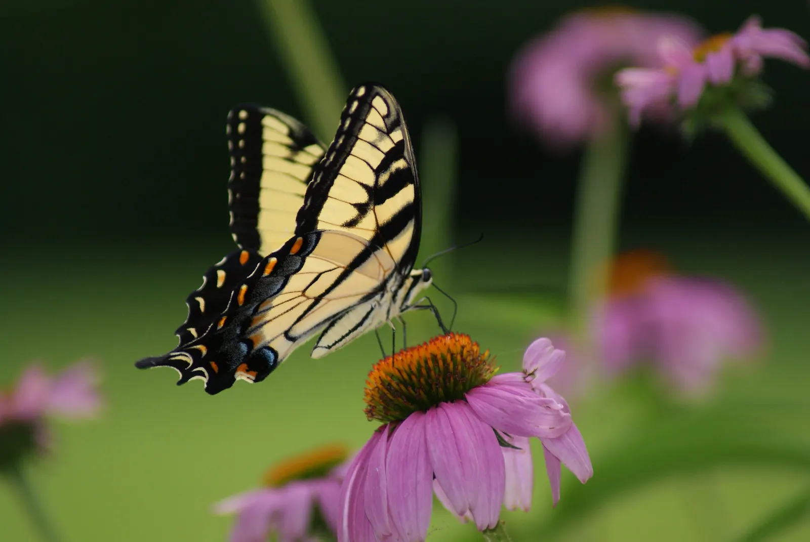 Magnus Coneflower (Echinacea Purpurea 'Magnus') — These flowers are excellent for cutting; and their blooming period