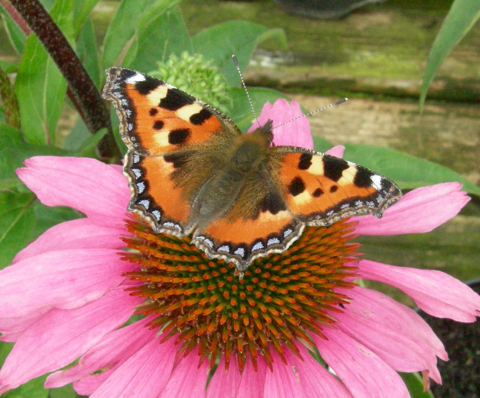 Magnus Coneflower (Echinacea Purpurea 'Magnus') — vibrant purple-pink flowers with prominent; this drought-tolerant plant attracts pollinators