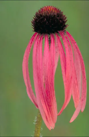 Magnus Coneflower (Echinacea Purpurea 'Magnus') — It reaches 3 to 4 feet in height and spreads up to 1.5 to 2 feet