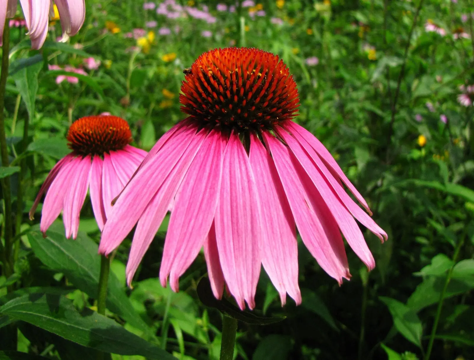 Magnus Coneflower (Echinacea Purpurea 'Magnus') — providing an ecological haven for bees