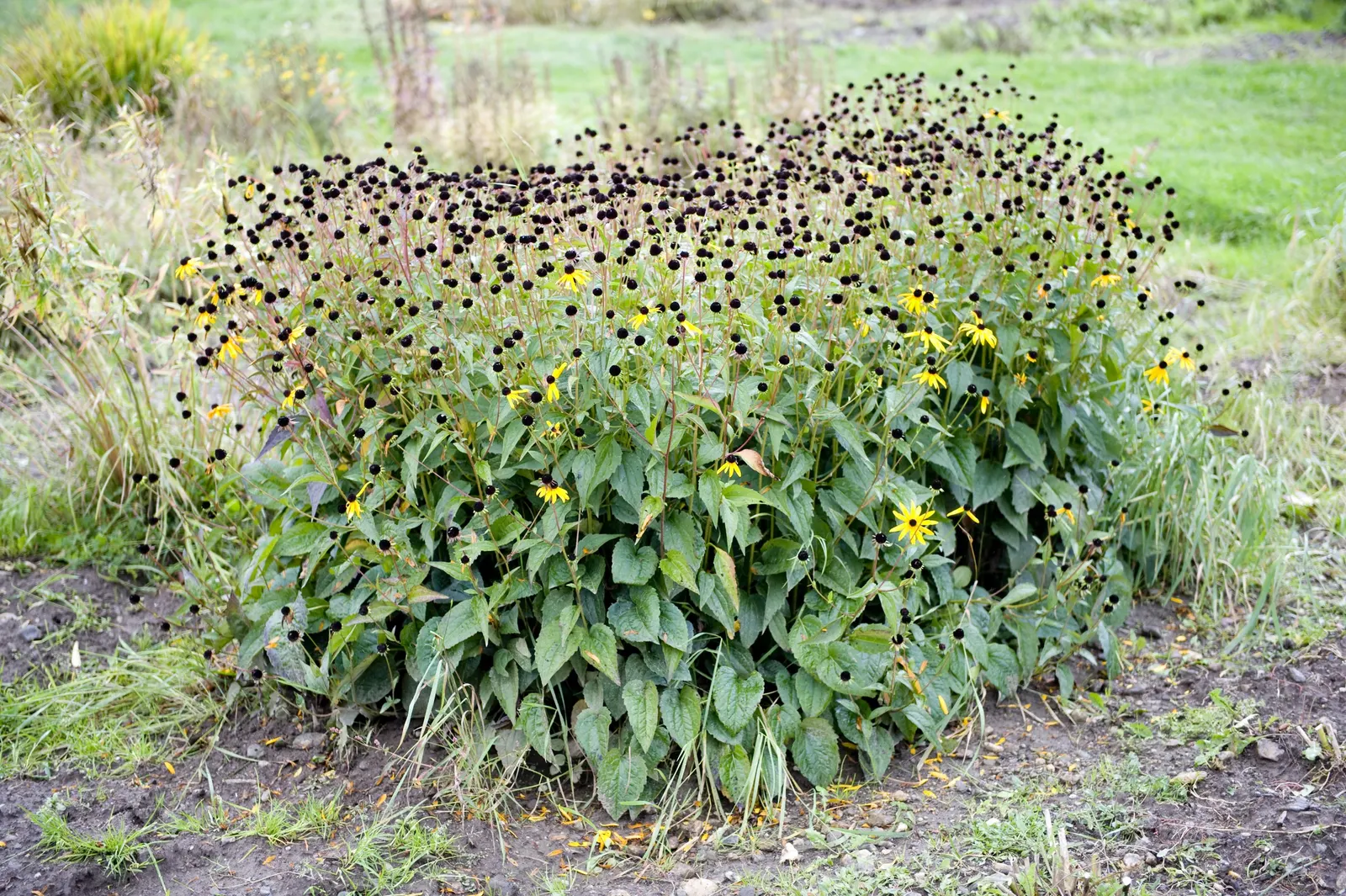 Magnus Coneflower (Echinacea Purpurea 'Magnus') — humid summer climates.<br><br>Ideal for mass plantings; the Magnus Coneflower has deep pink to purple petals