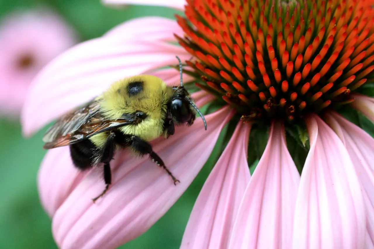 Magnus Coneflower (Echinacea Purpurea 'Magnus') — Appreciated for its long blooming period from June to August; providing an ecological haven for bees