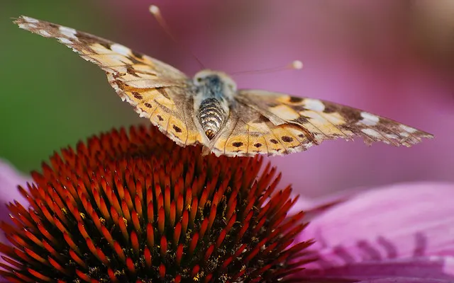 Magnus Coneflower (Echinacea Purpurea 'Magnus') — This coneflower is notably drought-tolerant once established and is tolerant of hot