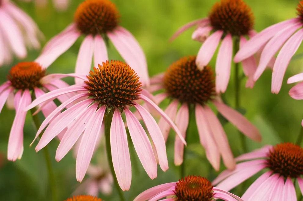 Magnus Coneflower (Echinacea Purpurea 'Magnus') — mainly from early summer until late summer; vibrant purple-pink flowers with prominent