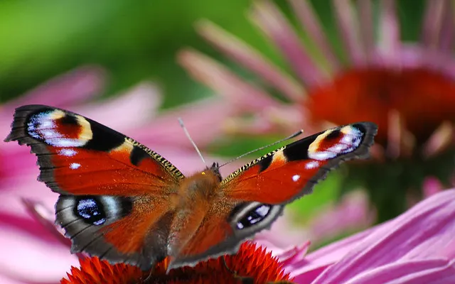 Magnus Coneflower (Echinacea Purpurea 'Magnus') — Echinacea purpurea 'Magnus' is also recognized for its medicinal properties