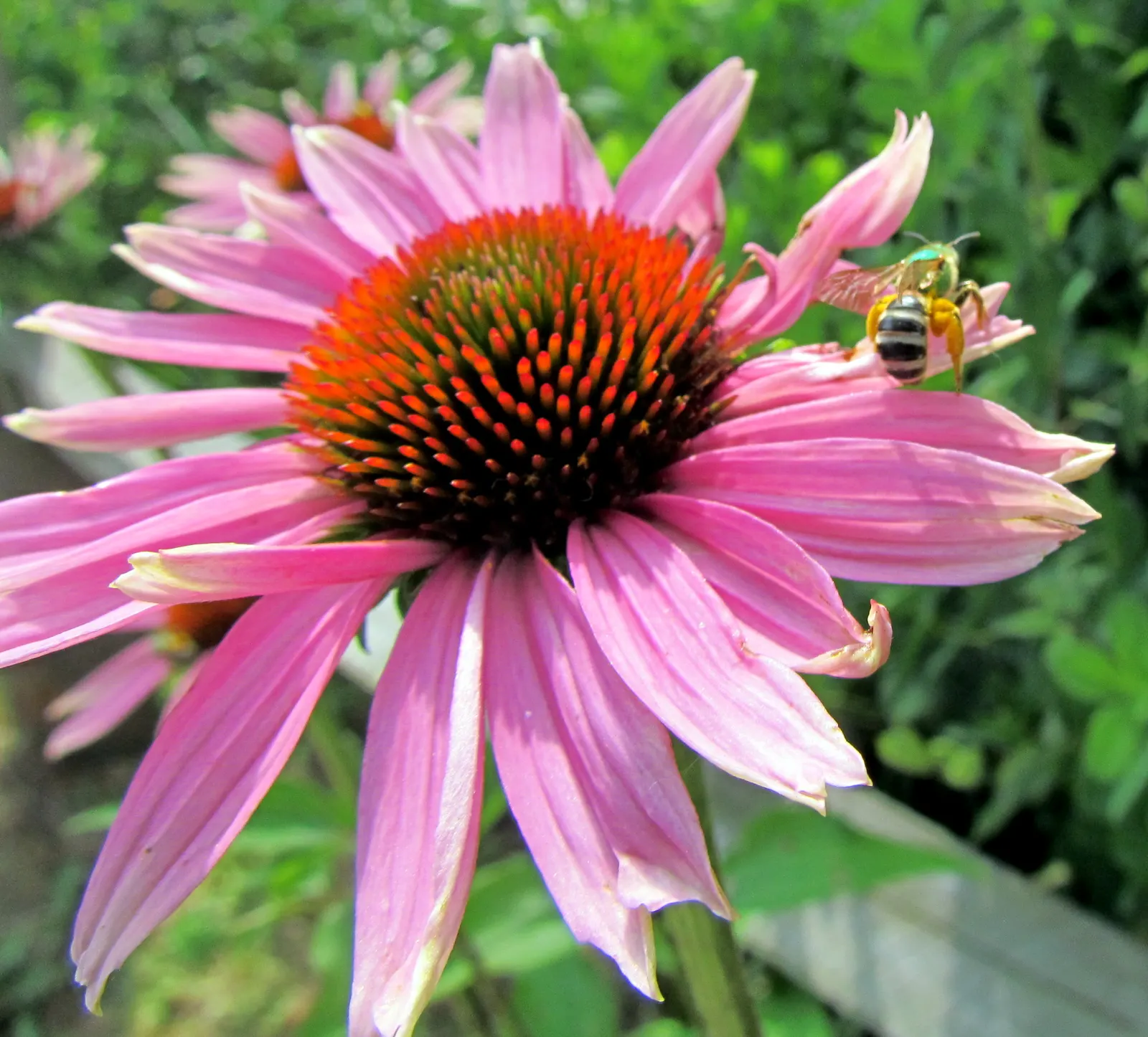 Magnus Coneflower (Echinacea Purpurea 'Magnus') — or as a standout specimen; humid summer climates.<br><br>Ideal for mass plantings