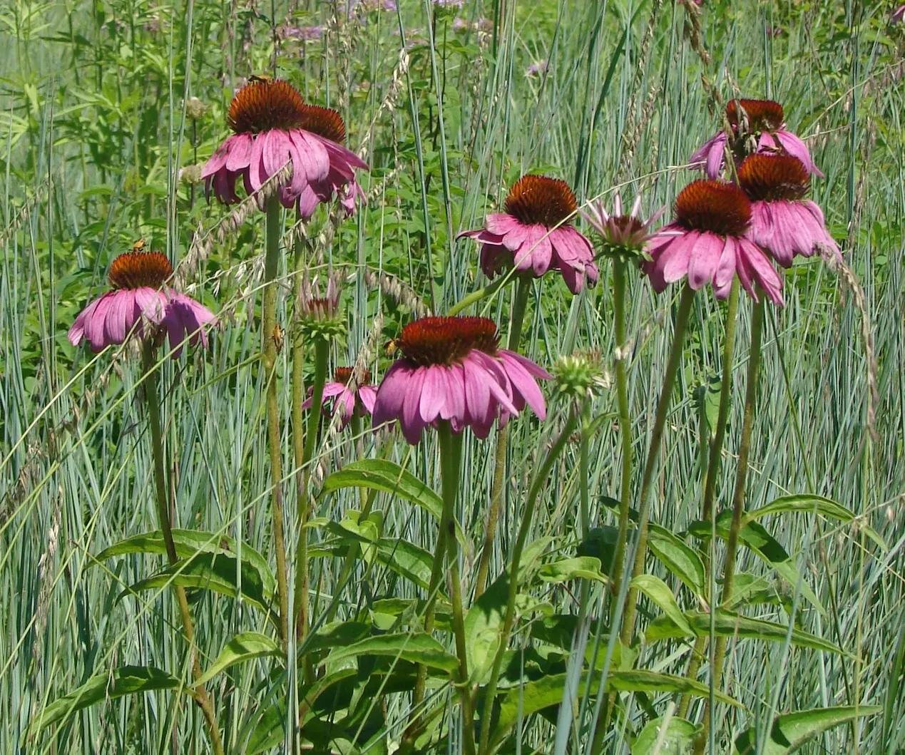 Magnus Coneflower (Echinacea Purpurea 'Magnus') — making it ideal for sunny borders