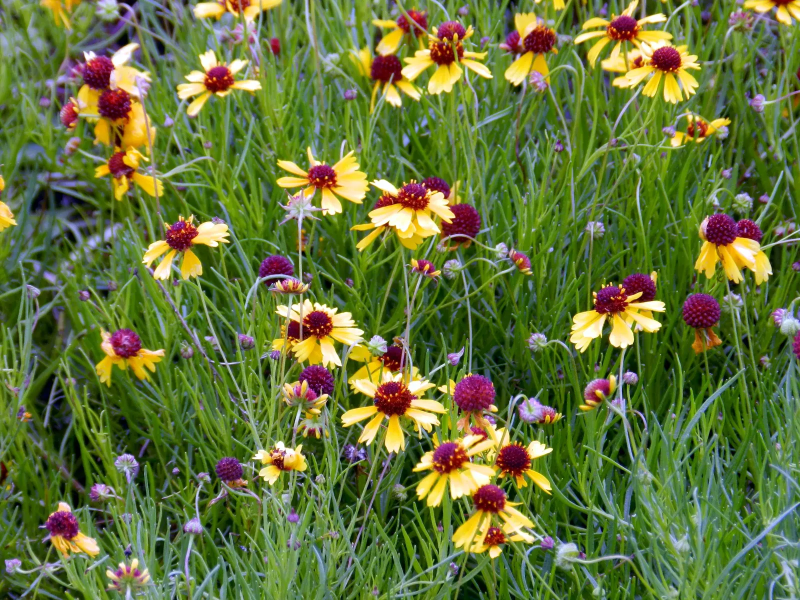 Magnus Coneflower (Echinacea Purpurea 'Magnus') — humid summer climates.<br><br>Ideal for mass plantings