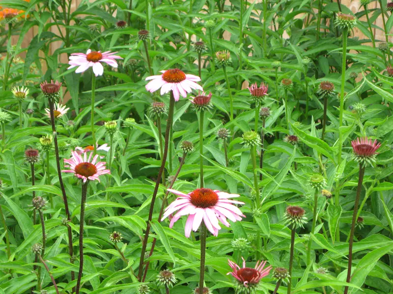 Magnus Coneflower (Echinacea Purpurea 'Magnus') — Magnus Coneflowers prefer full sunlight to light shade; these flowers are excellent for cutting, image 55