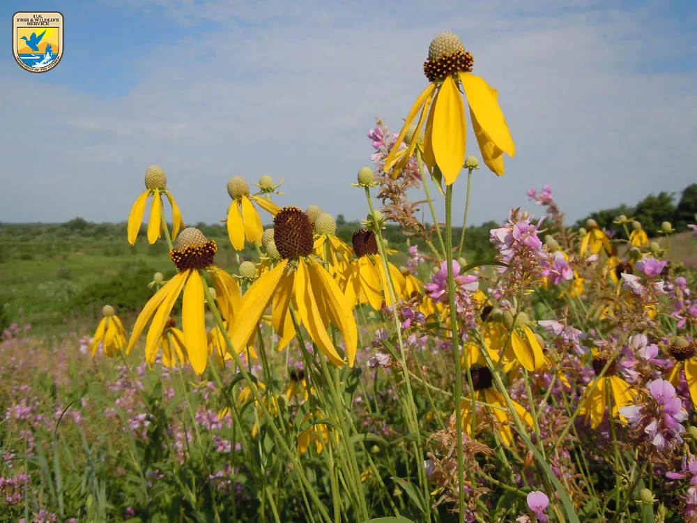 Magnus Coneflower (Echinacea Purpurea 'Magnus') — It reaches 3 to 4 feet in height and spreads up to 1.5 to 2 feet; magnus Coneflowers prefer full, image 46