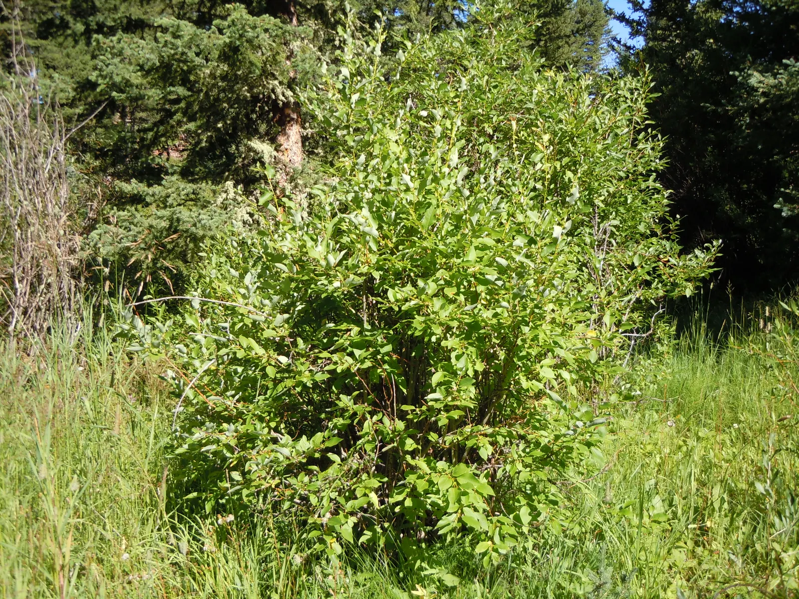 Western Yellow Willow (Salix Lucida Ssp. Lasiandra) — glossy leaves reaching a height of 10-30 feet with an equal spread