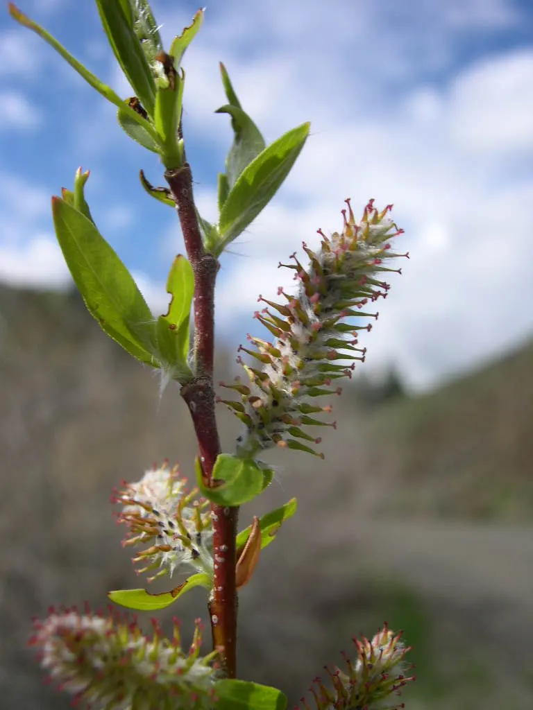 Western Yellow Willow (Salix Lucida Ssp. Lasiandra) — is a deciduous tree renowned for its vibrant yellow stems and lush