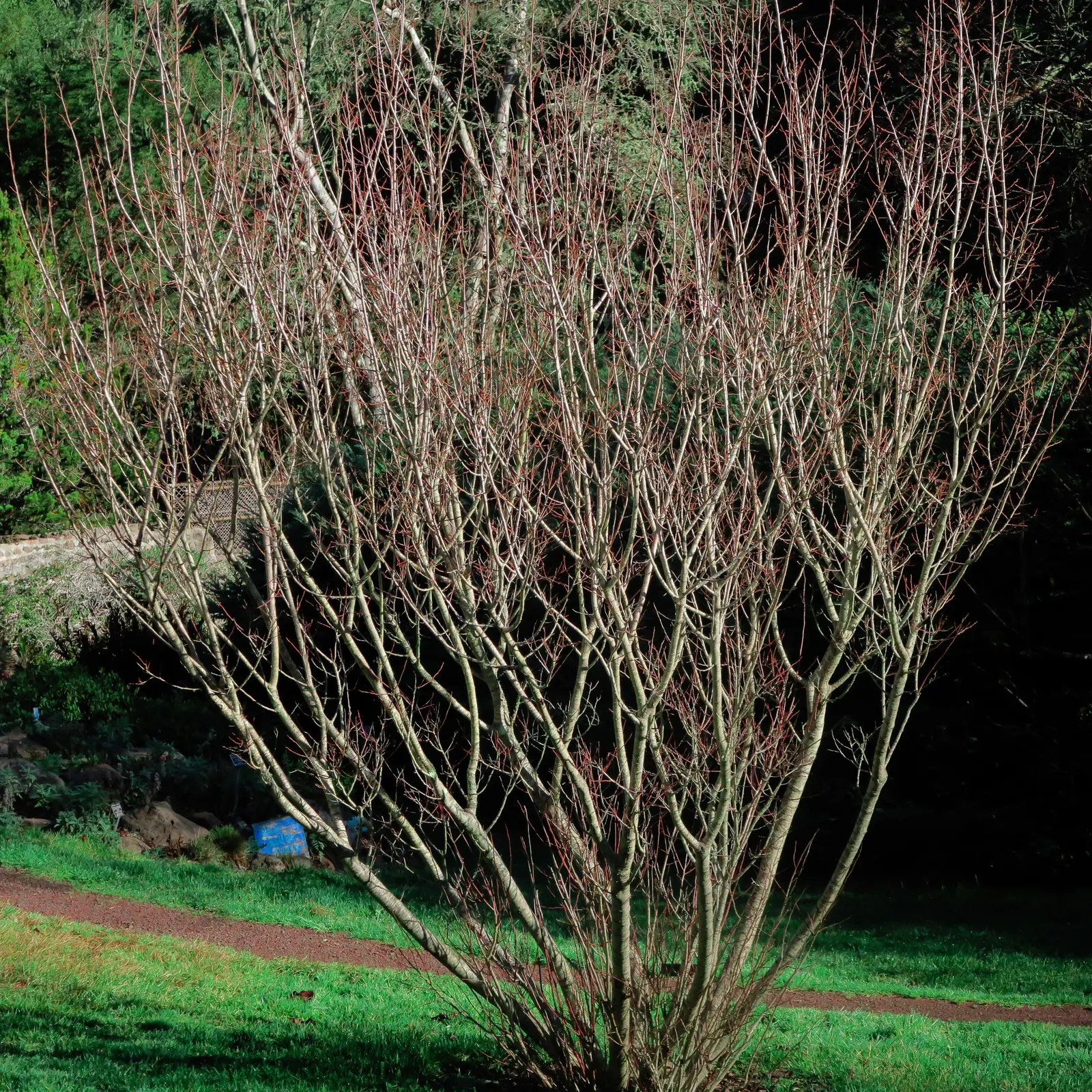 Western Yellow Willow (Salix Lucida Ssp. Lasiandra) — making it an excellent choice for riparian zones