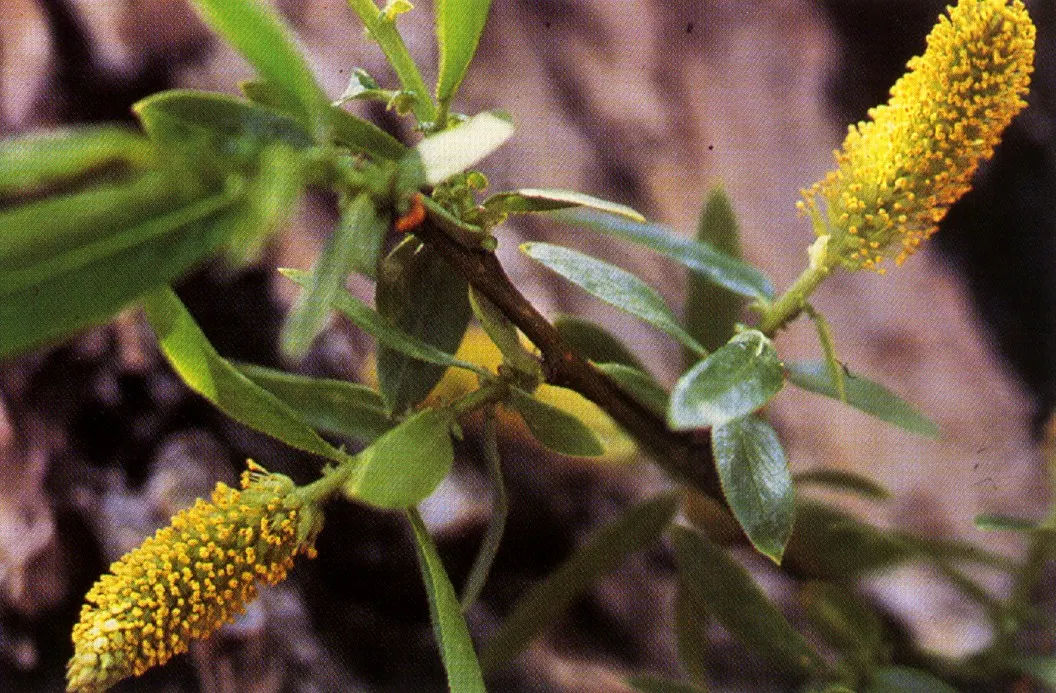 Western Yellow Willow (Salix Lucida Ssp. Lasiandra) — The Western Yellow Willow, Salix lucida ssp