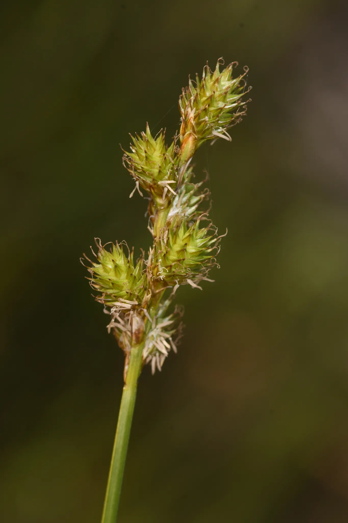 Greensheath Sedge (Carex feta) — Greensheath Sedge (Carex feta) is a hardy perennial grass-like plant, thriving in USDA zones 5-9