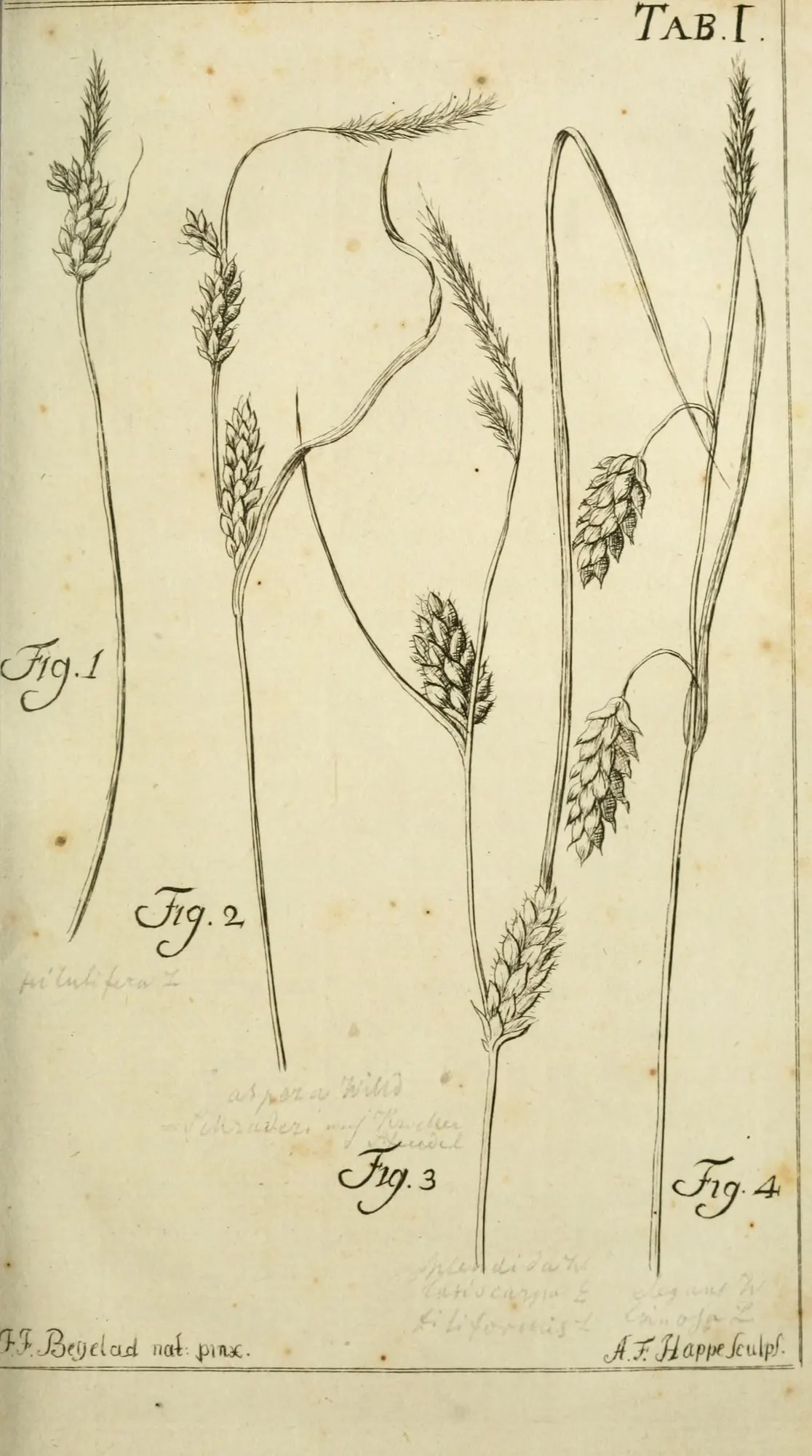 Greensheath Sedge (Carex feta) — growing to a height of 6-12 inches with a similar spread