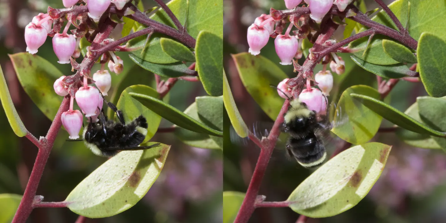 Louis Edmunds Manzanita (Arctostaphylos Bakeri 'Louis Edmunds') — Arctostaphylos bakeri 'Louis Edmunds' is an evergreen shrub
