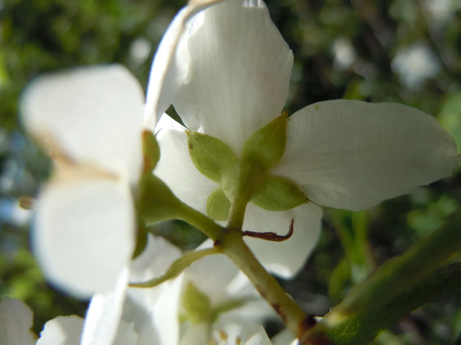 Wild Mock Orange (Philadelphus Lewisii) — which emerge in late spring to early summer