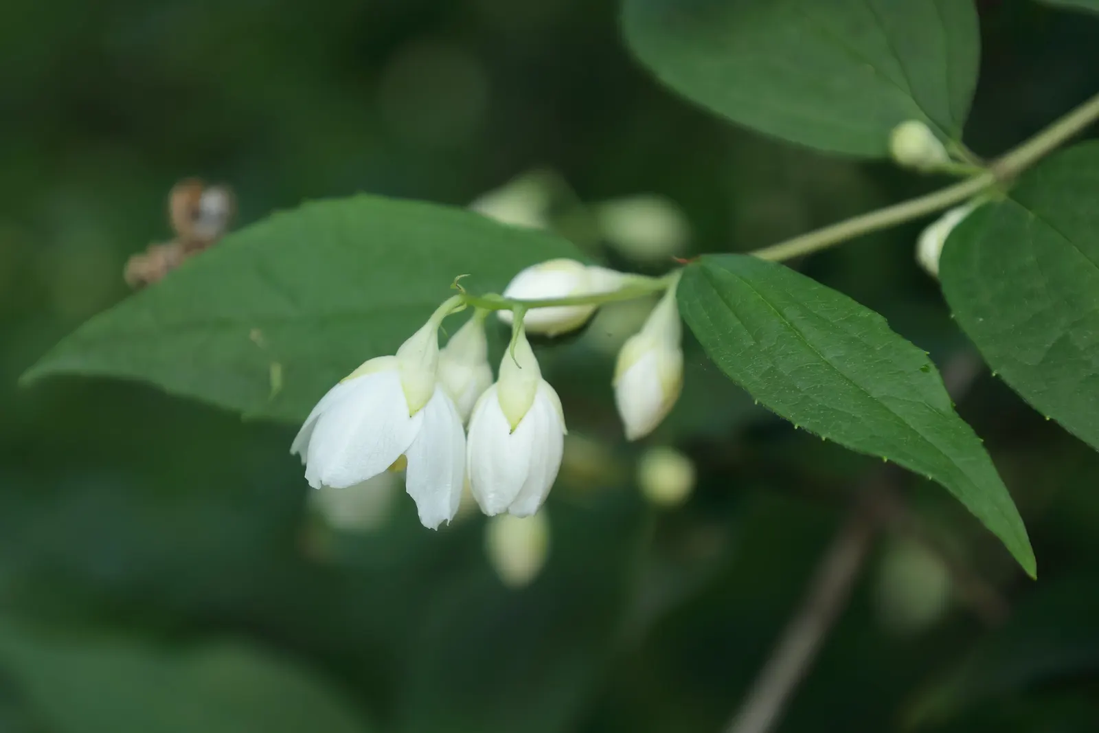 Wild Mock Orange (Philadelphus Lewisii) — green foliage and fragrant; this shrub presents an arching form that can provide a natural