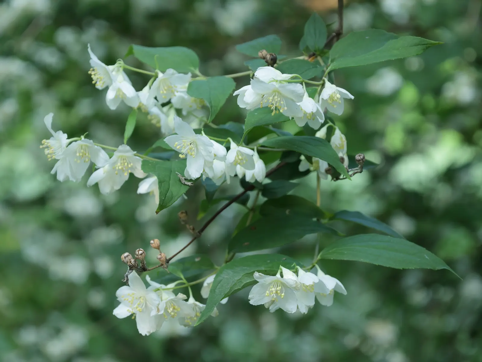 Wild Mock Orange (Philadelphus Lewisii) — white flowers in the garden