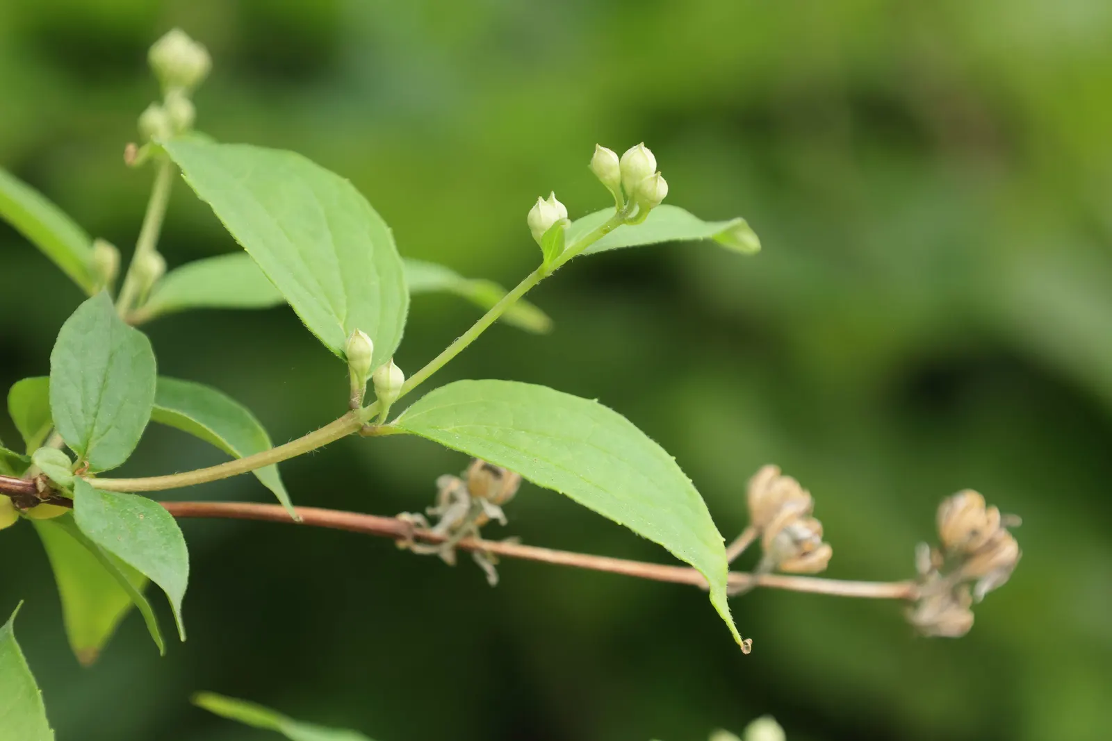 Wild Mock Orange (Philadelphus Lewisii) — consider incorporating this North American native alongside other drought-tolerant species; relaxed aesthetic to your