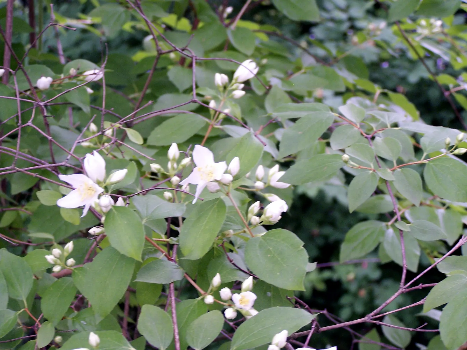 Wild Mock Orange (Philadelphus Lewisii) — creating a sanctuary that celebrates the intersection of utility