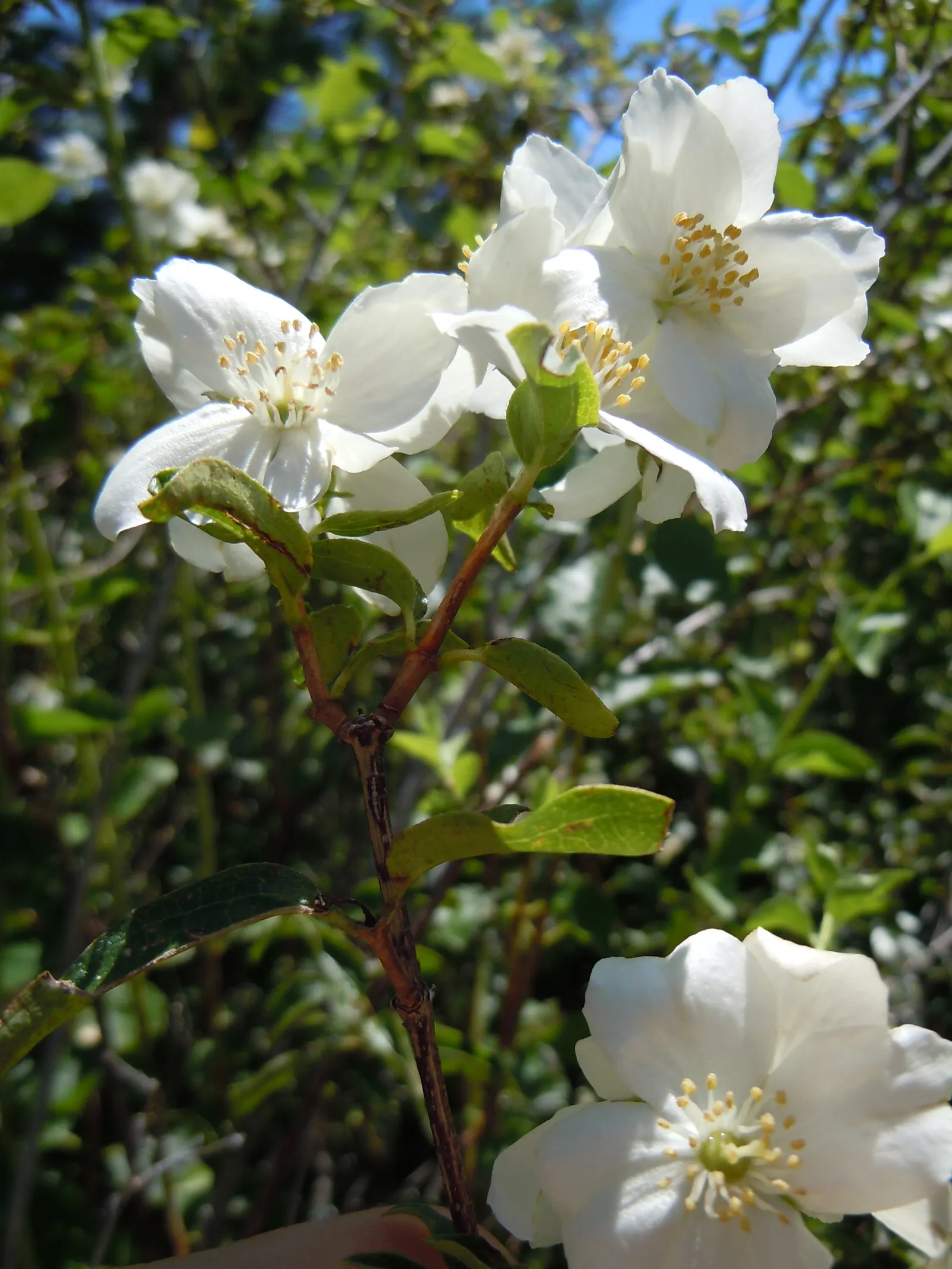 Wild Mock Orange (Philadelphus Lewisii) — which emerge in late spring to early summer; shrub for full or half, image 54