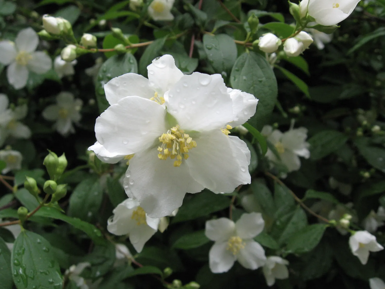 Wild Mock Orange (Philadelphus Lewisii) — which serves as a striking backdrop to its cup-shaped flowers