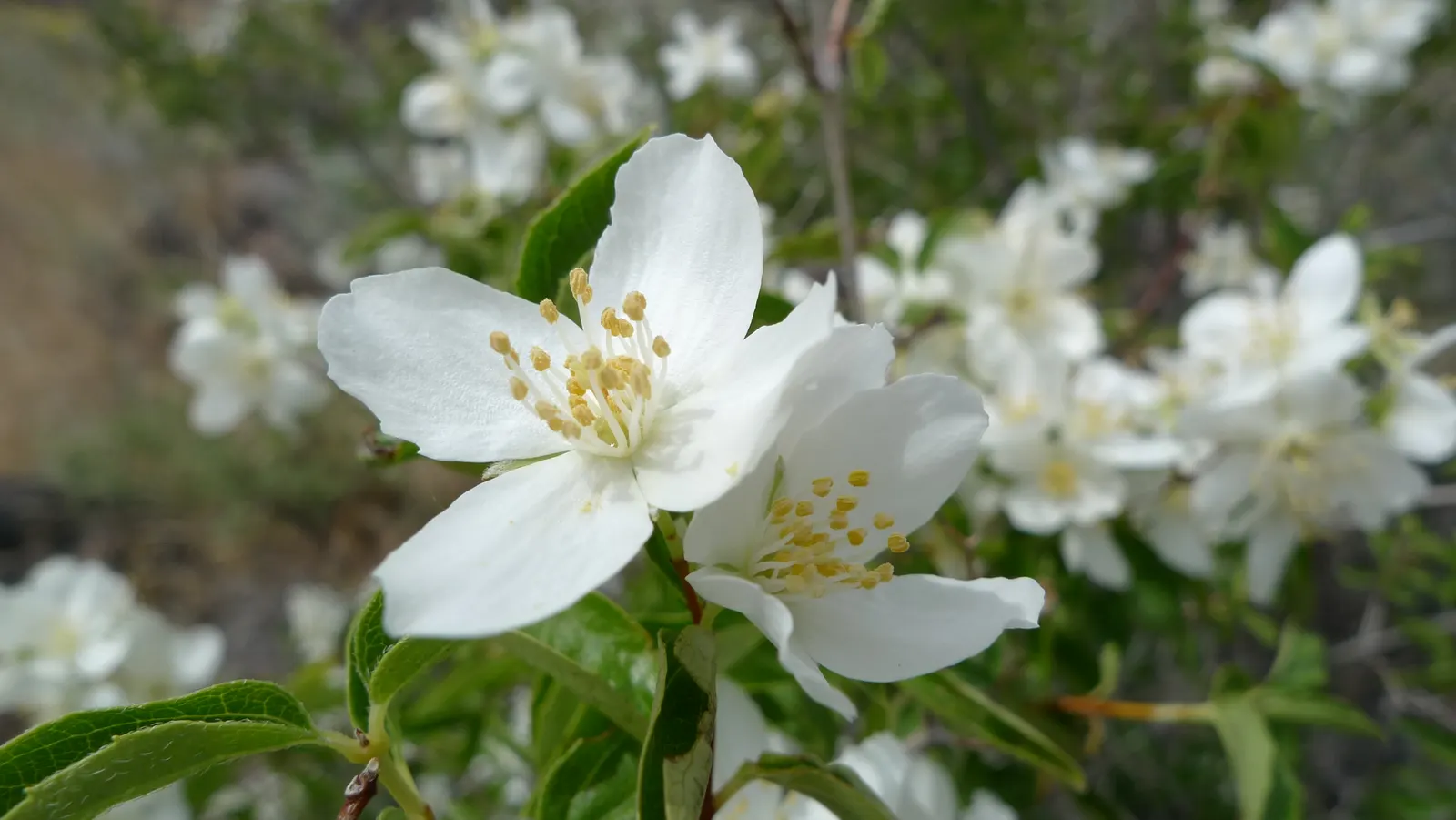 Wild Mock Orange (Philadelphus Lewisii) — is a deciduous shrub revered for its fragrant; often reaching between 4 to 8 feet in height and spreading about 4 to