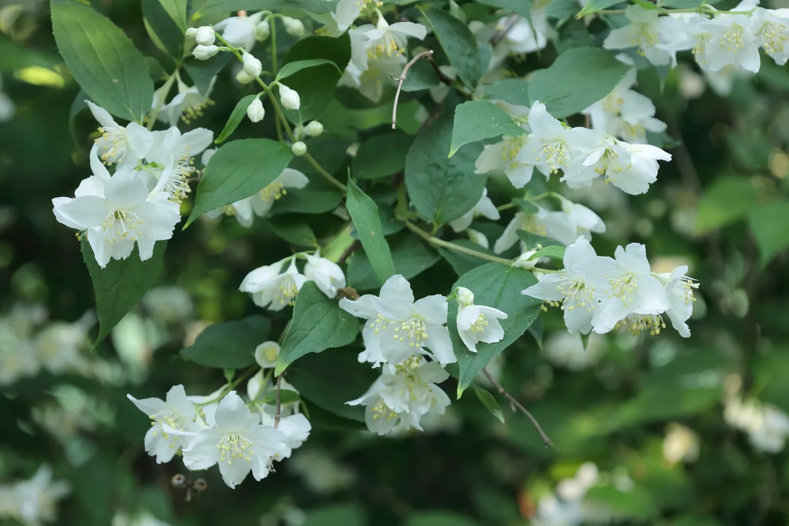 Wild Mock Orange (Philadelphus Lewisii) — consider incorporating this North American native alongside other drought-tolerant species