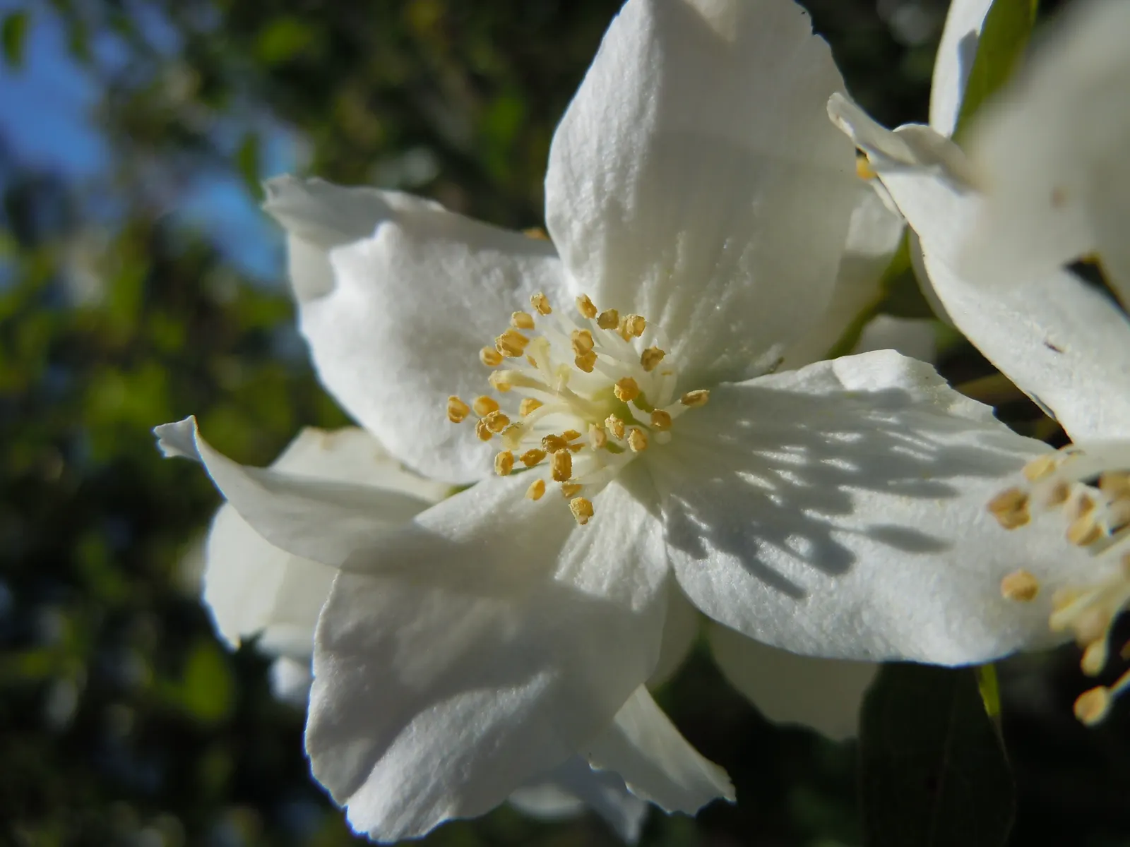 Wild Mock Orange (Philadelphus Lewisii) — shrub for full or half; a care tip that should be communicated to the client for optimal enjoyment of their garden's