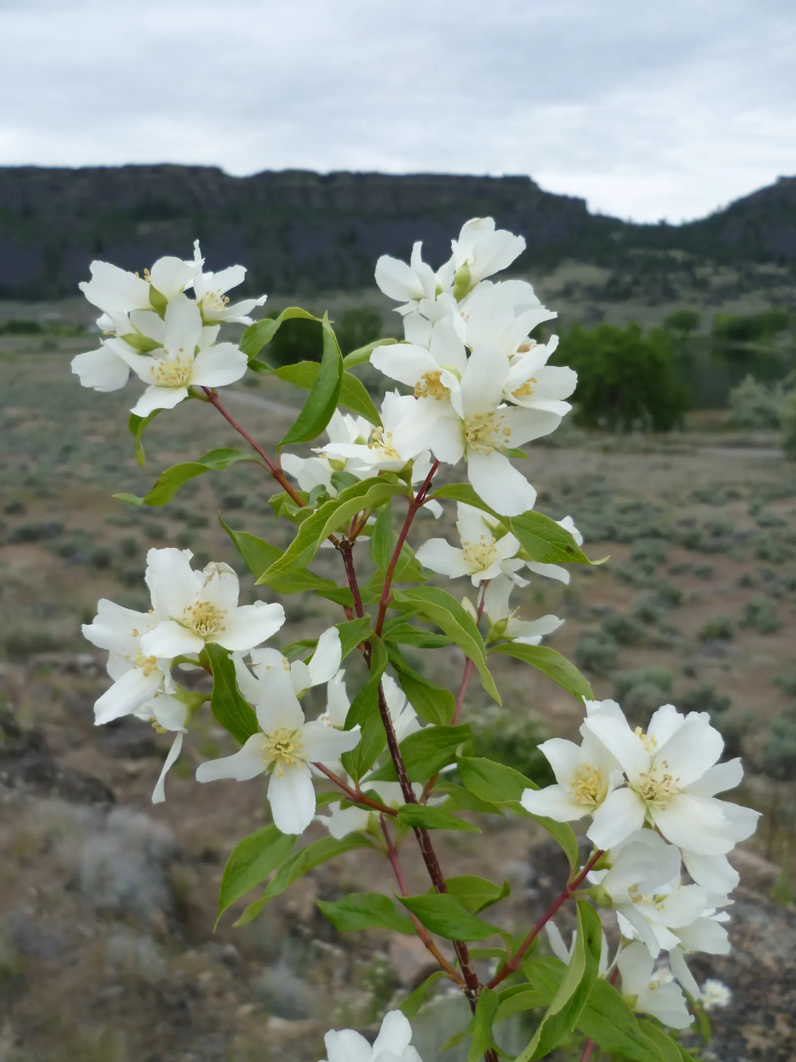 Wild Mock Orange (Philadelphus Lewisii) — a care tip that should be communicated to the client for optimal enjoyment of their garden's mock orange