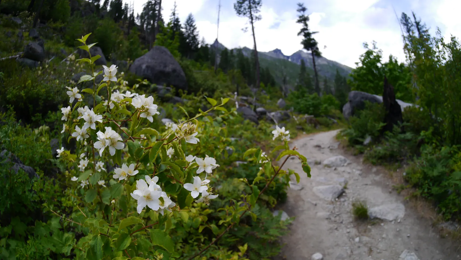 Wild Mock Orange (Philadelphus Lewisii) — shrub for full or half