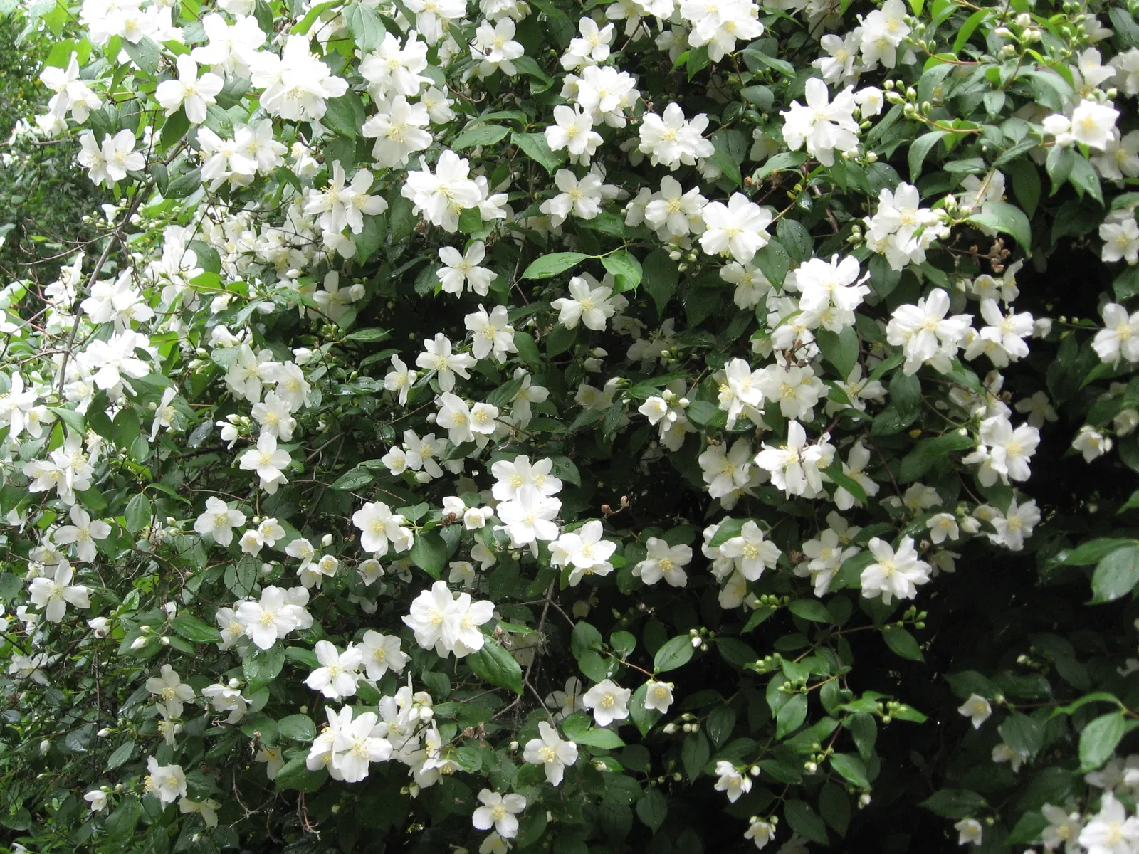 Wild Mock Orange (Philadelphus Lewisii) — white blooms resembling orange blossoms; each spanning approximately 1 to 2 inches across