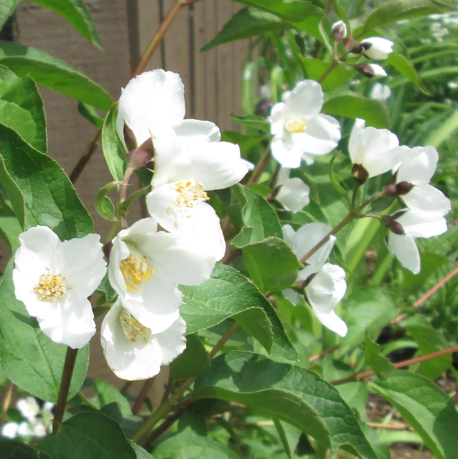 Wild Mock Orange (Philadelphus Lewisii) — Philadelphus lewisii, or Wild Mock Orange, is a deciduous shrub native to North America