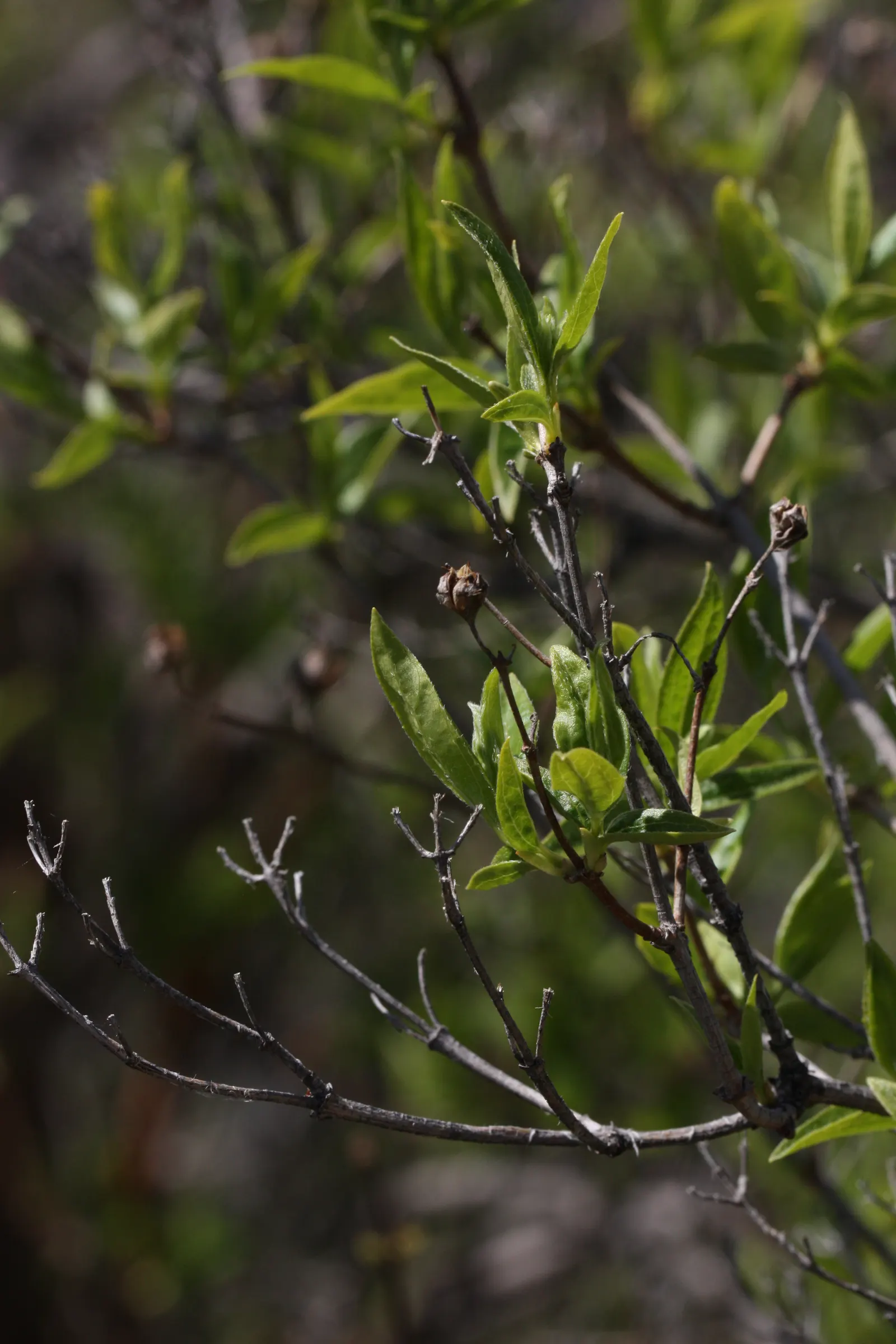 Wild Mock Orange (Philadelphus Lewisii) — Often reaching between 4 to 8 feet in height and spreading about 4 to 6 feet in width