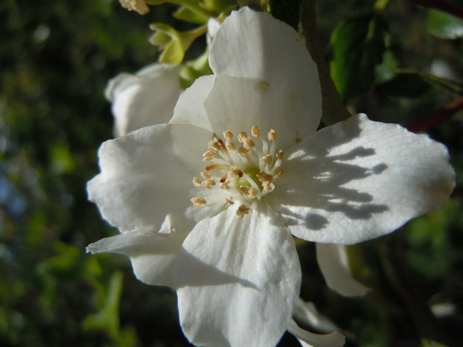 Wild Mock Orange (Philadelphus Lewisii) — creating a sanctuary that celebrates the intersection of utility; blooming profusely in late spring to early summer