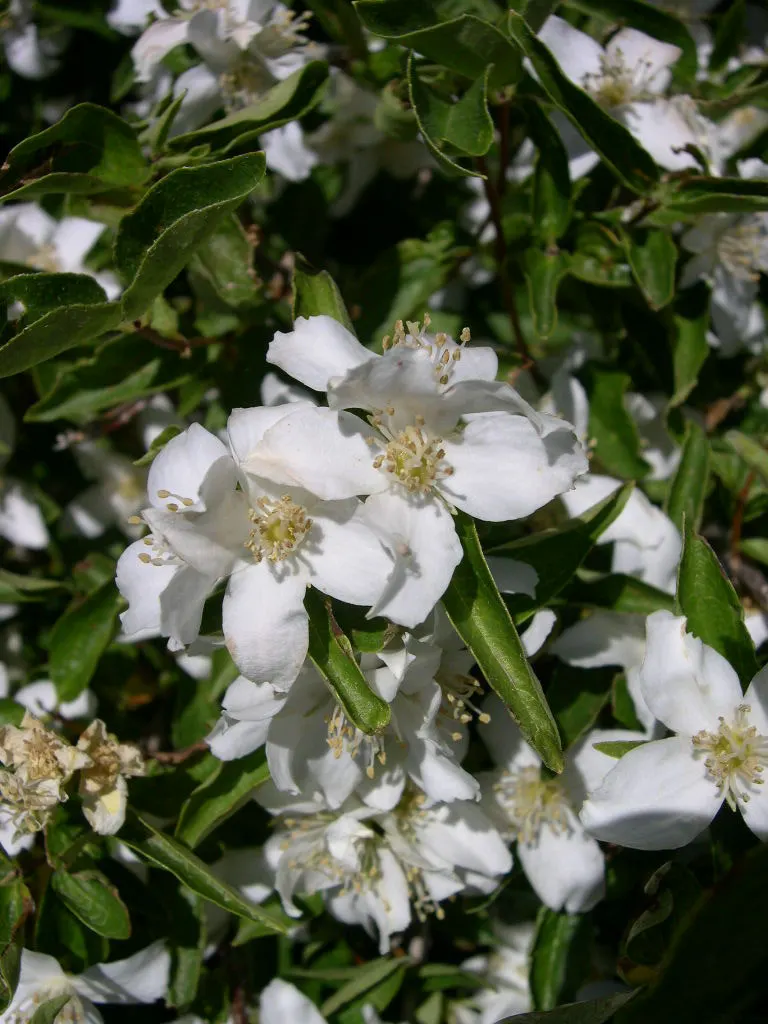 Wild Mock Orange (Philadelphus Lewisii) — which emerge in late spring to early summer; shrub for full or half
