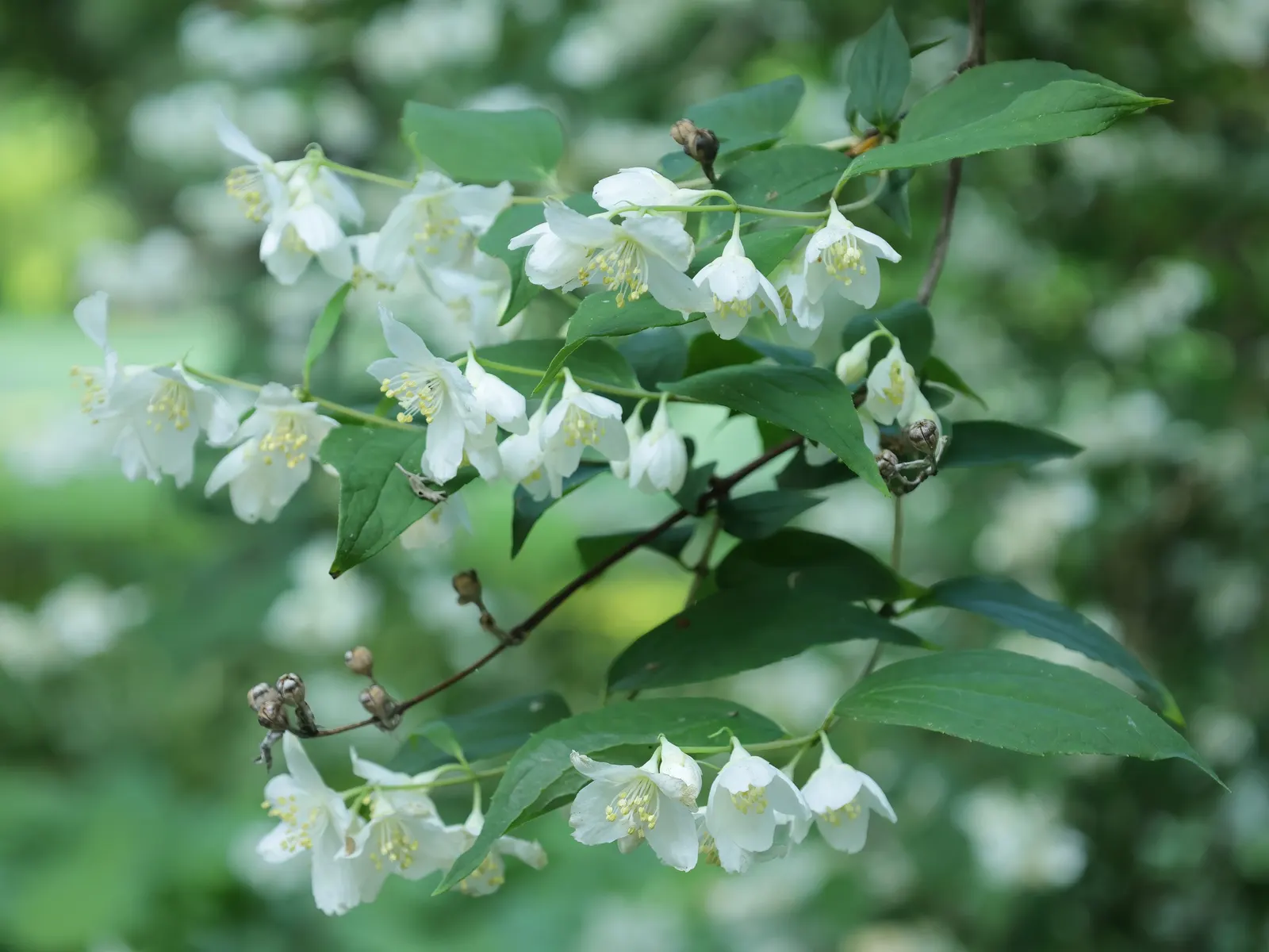 Wild Mock Orange (Philadelphus Lewisii) — The plant's water requirements are moderate, making it suitable for xeriscaping