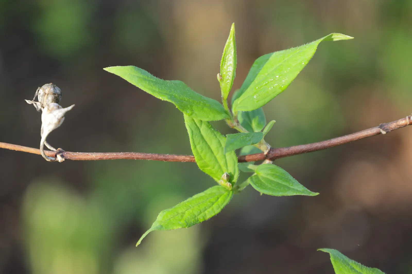 Wild Mock Orange (Philadelphus Lewisii) — Often reaching between 4 to 8 feet in height and spreading about 4 to 6 feet in width; which serves as a striking