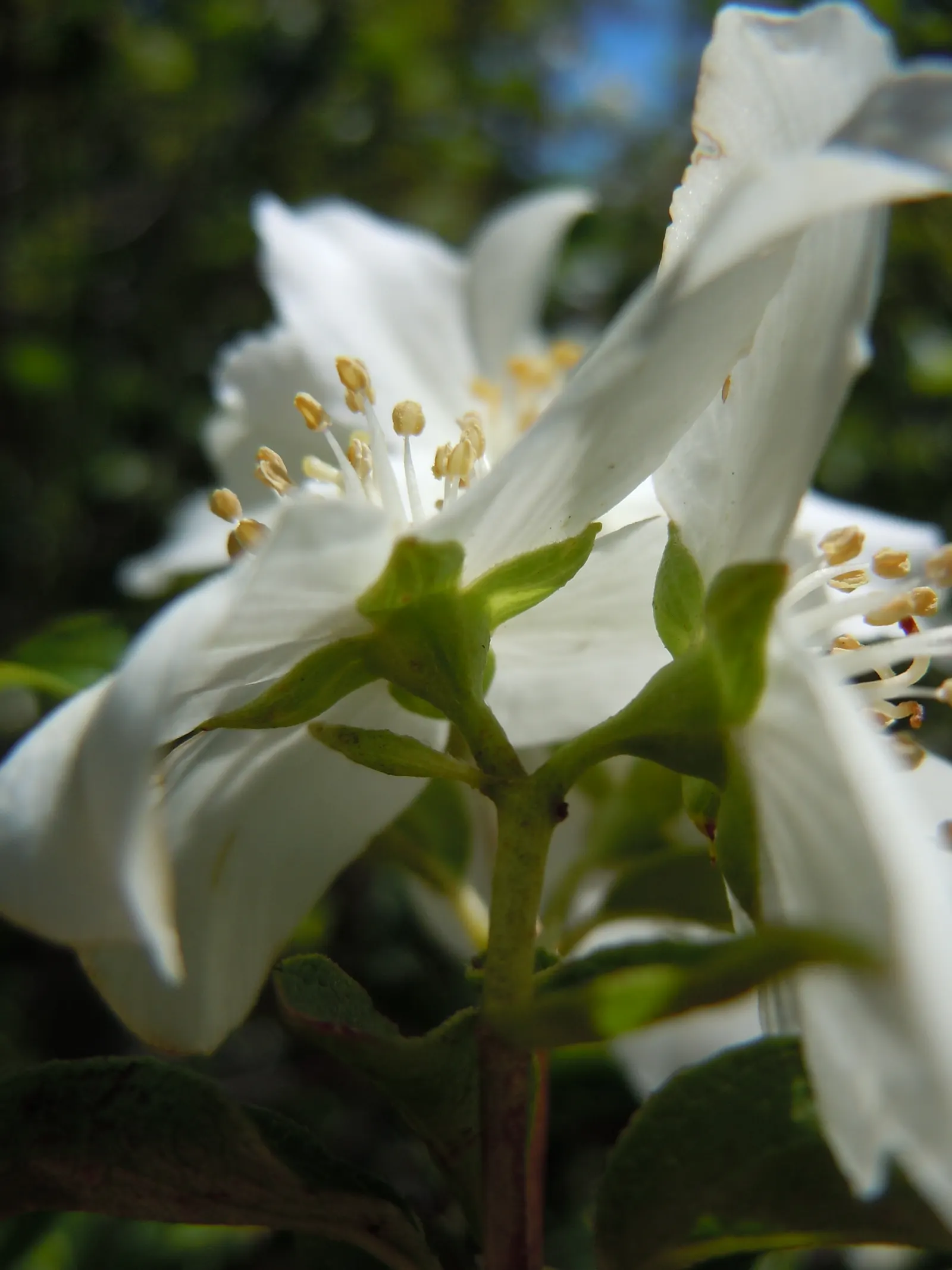 Wild Mock Orange (Philadelphus Lewisii) — shrub with white blooms