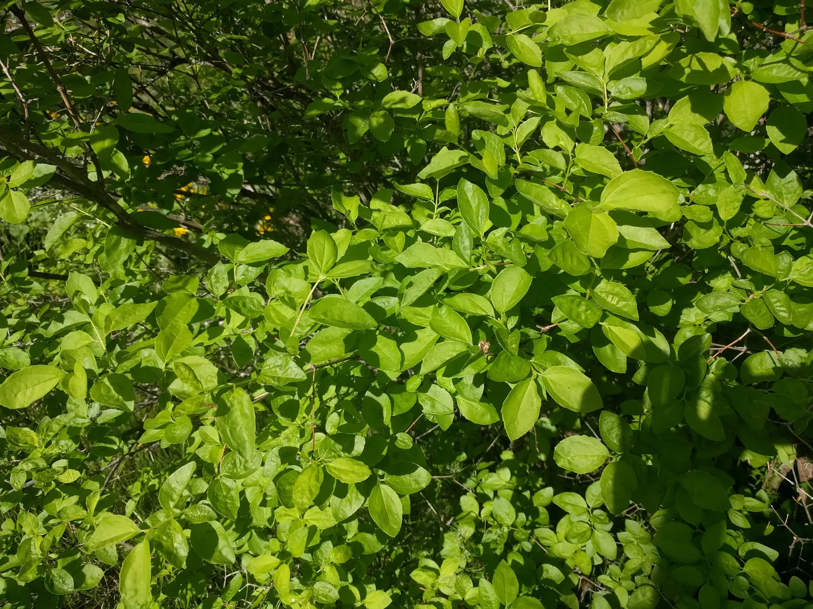 Wild Mock Orange (Philadelphus Lewisii) — Philadelphus lewisii thrives in USDA hardiness zones 5 through 9 and prefers full sun to partial shade