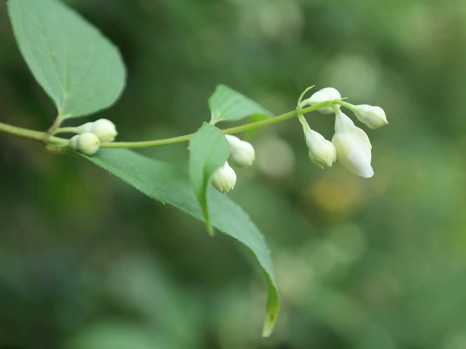 Wild Mock Orange (Philadelphus Lewisii) — preferring full sun to partial shade and well-draining soil