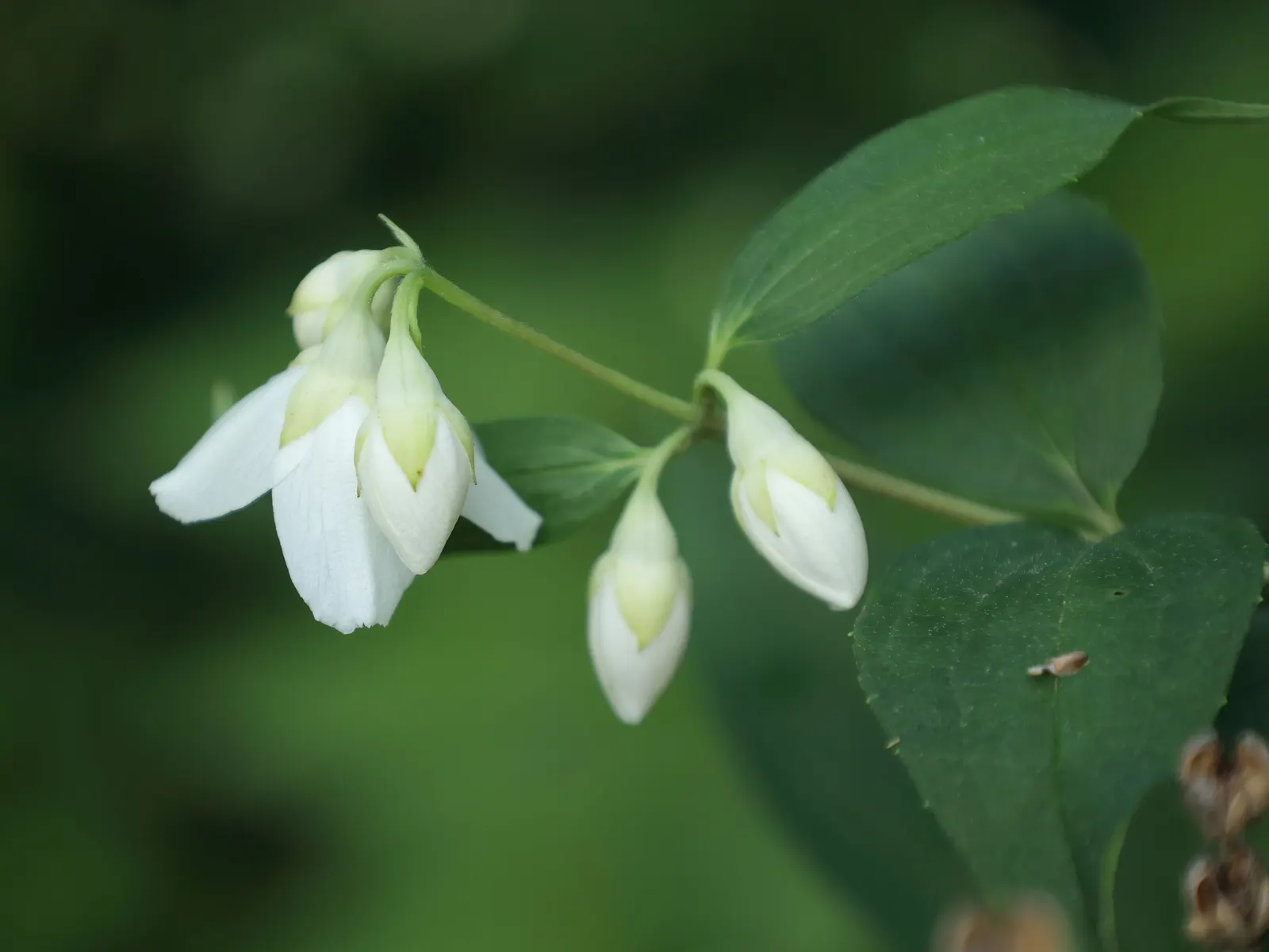 Wild Mock Orange (Philadelphus Lewisii) — is a deciduous shrub revered for its fragrant; often reaching between 4 to 8 feet in height and spreading, image 59