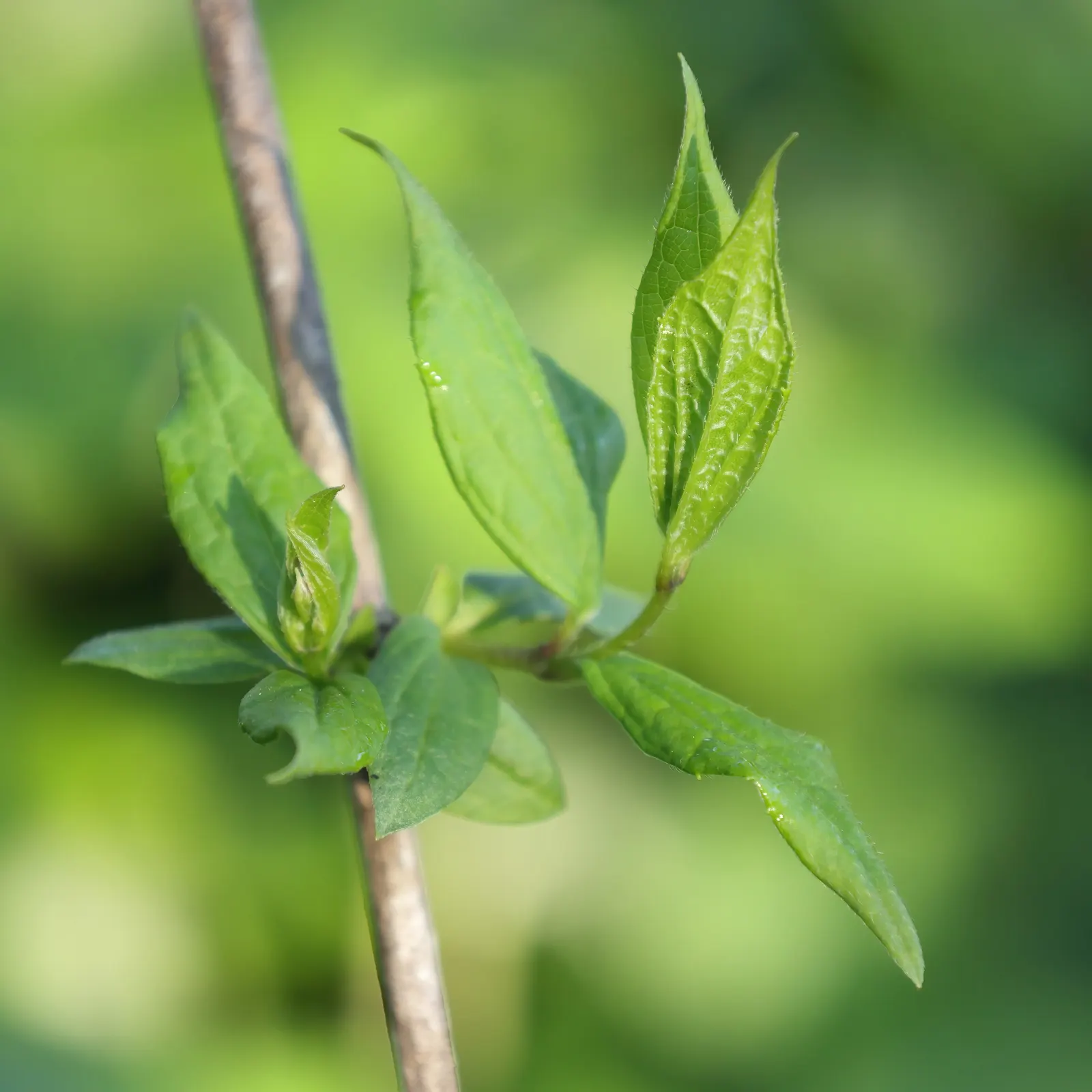 Wild Mock Orange (Philadelphus Lewisii) — preferring full sun to partial shade and well-draining soil; it is adaptable to a variety of soil types, image 56