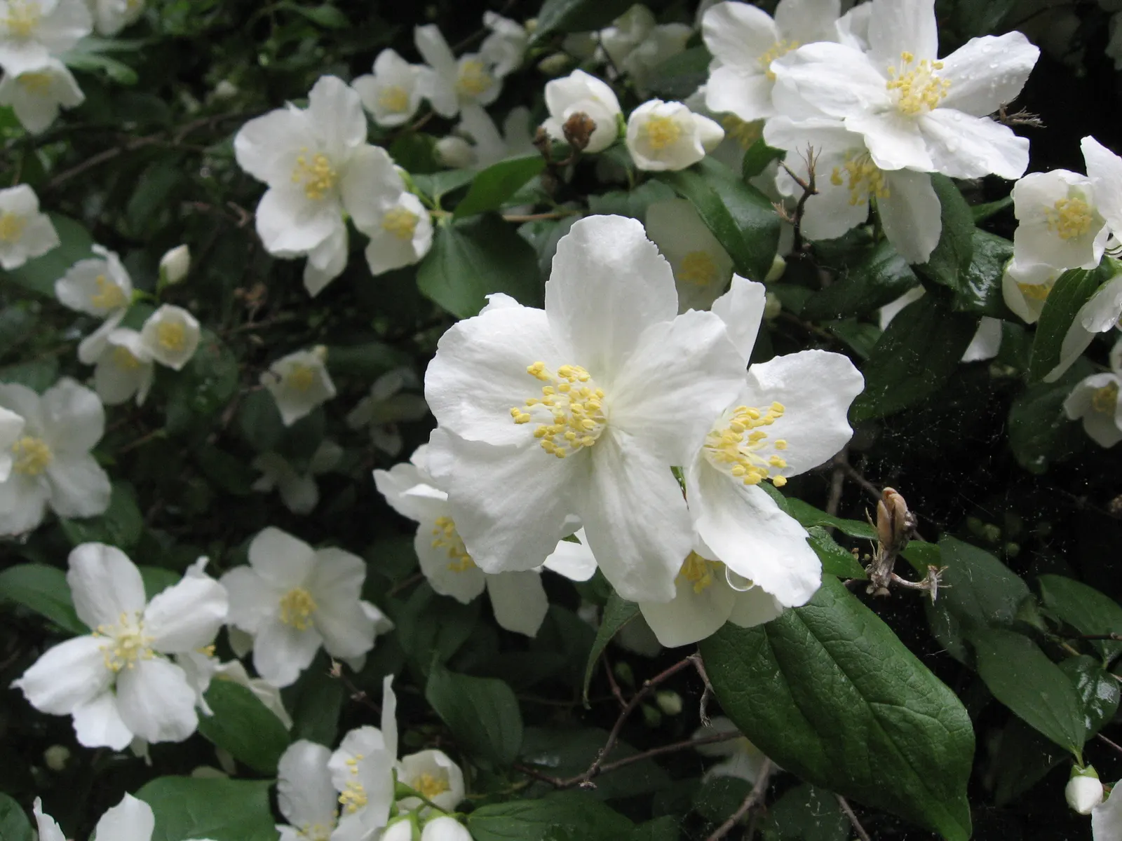 Wild Mock Orange (Philadelphus Lewisii) — this shrub presents an arching form that can provide a natural; shrub with white blooms