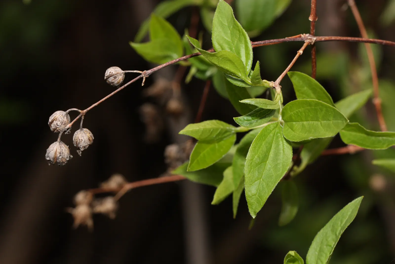 Wild Mock Orange (Philadelphus Lewisii) — Often reaching between 4 to 8 feet in height and spreading about 4 to 6 feet in width; which serves as a, image 60