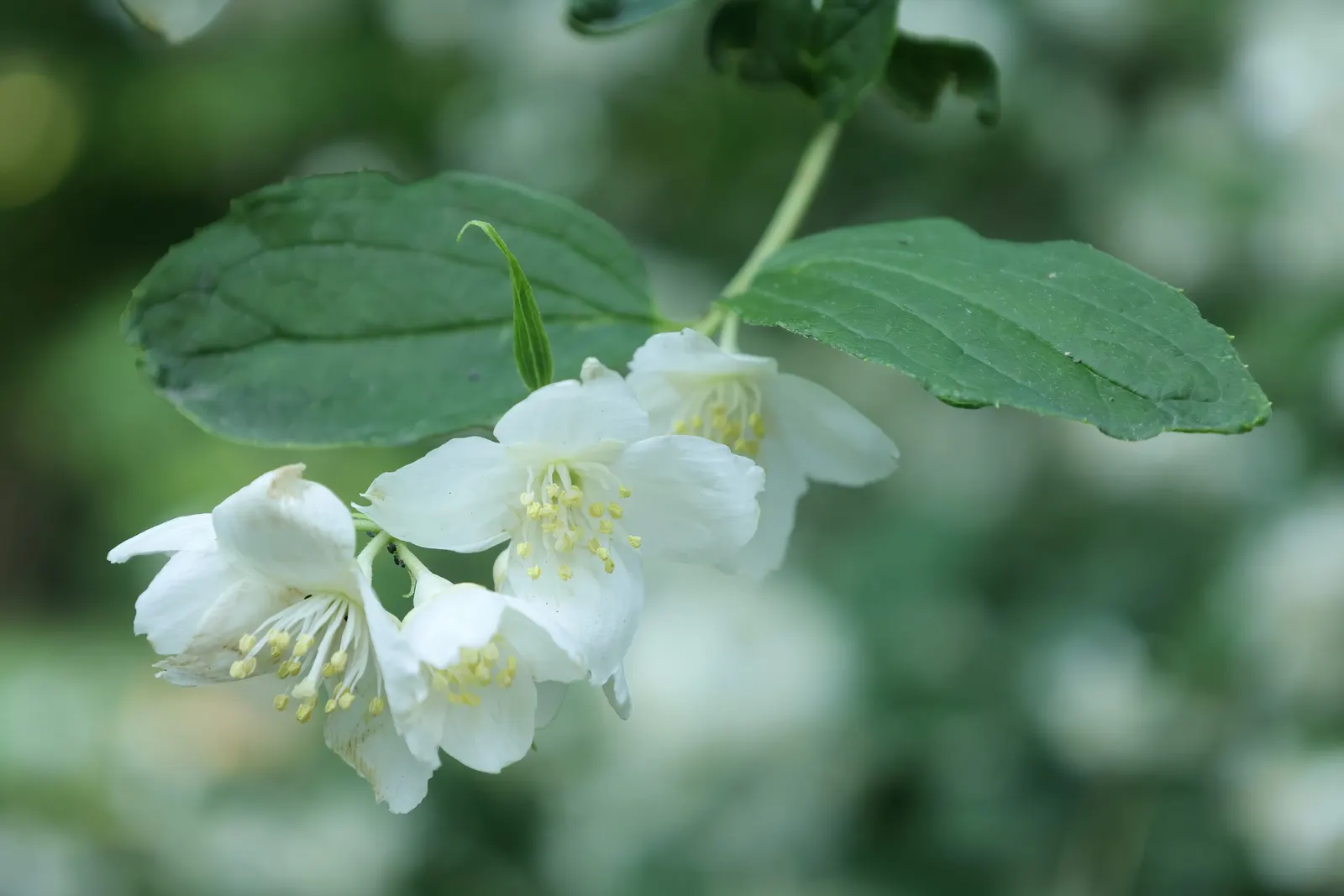 Wild Mock Orange (Philadelphus Lewisii) — green foliage and fragrant