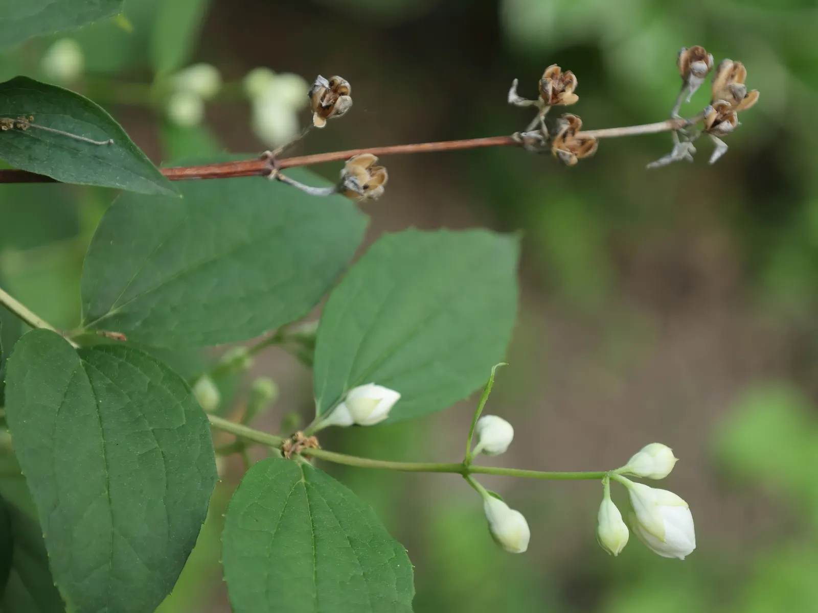 Wild Mock Orange (Philadelphus Lewisii) — Ideal for hedges or accent planting, it attracts pollinators while providing a captivating sensory, image 32
