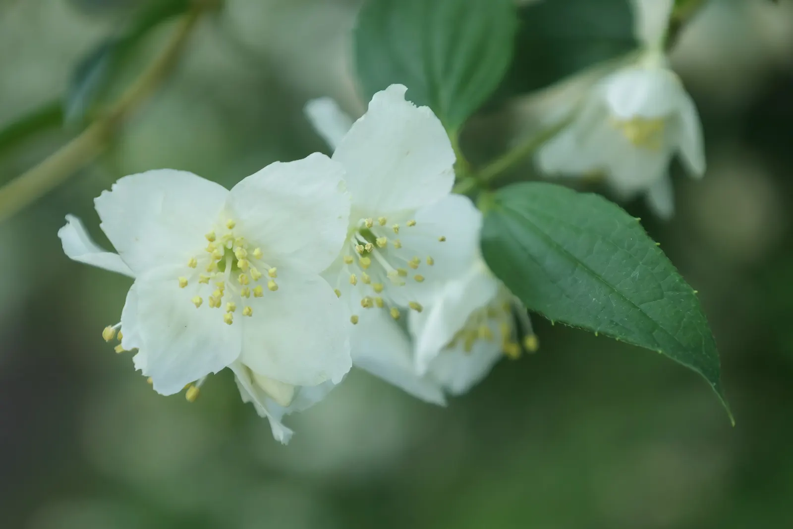 Wild Mock Orange (Philadelphus Lewisii) — It exhibits exceptional drought tolerance once established